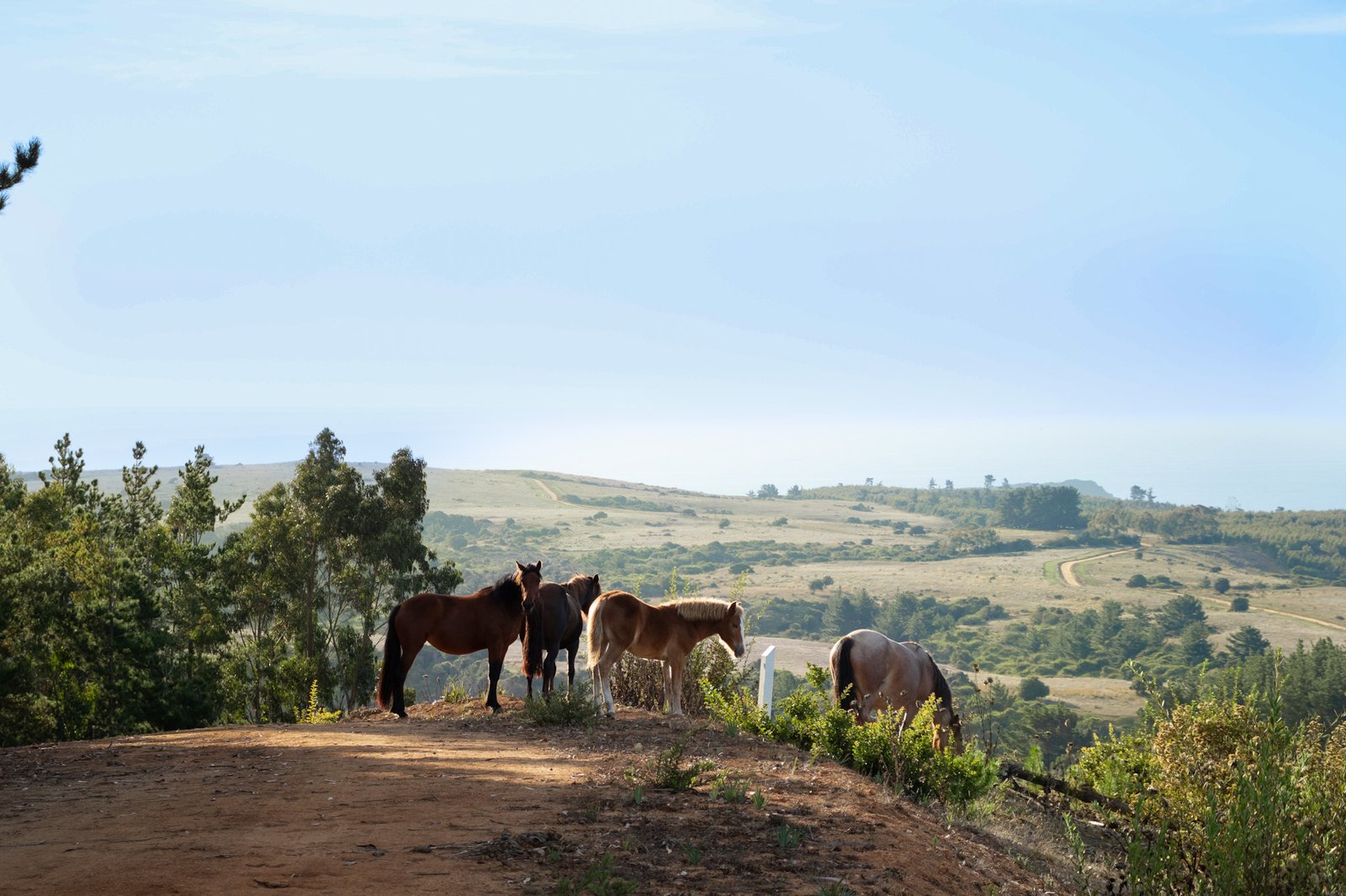 Acantilados y Vistas
